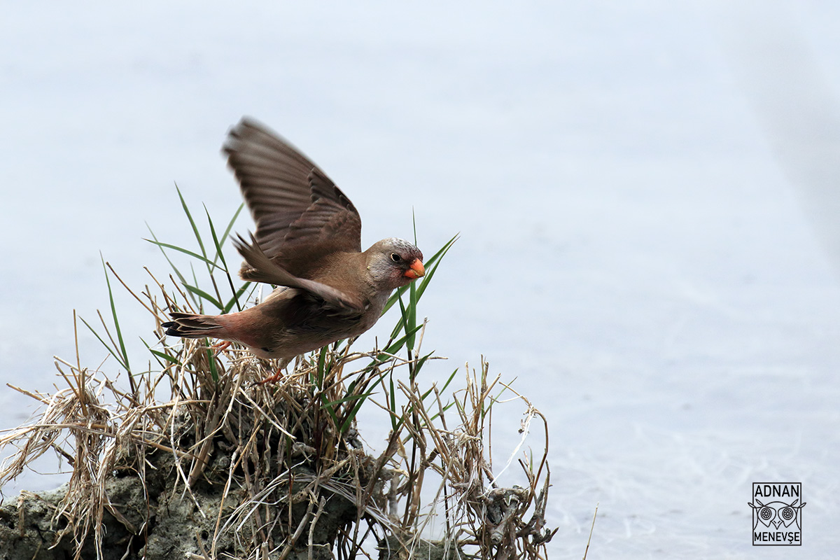 Trumpeter Finch